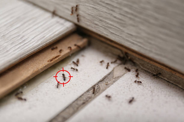 Best Pest Inspection Near Me  in Trinity, NC
